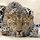 1975gepard